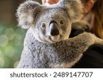 Close up view of a Koala face and eyes seen in it