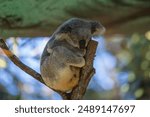 Close up view of a Koala marsupial native to Australia seen in it