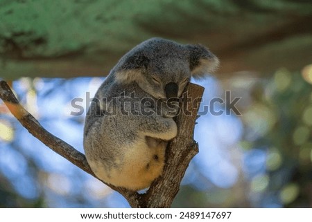 Close up view of a Koala marsupial native to Australia seen in it's natural habitat