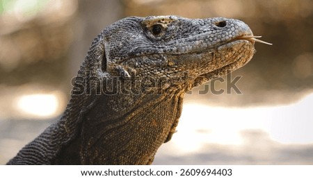 Close up view of a Komodo dragon or Varanus Komodoensis flicking its forked tongue, highlighting unique hunting and sensory adaptations in its natural habitat. Indonesia, Rinca island national park