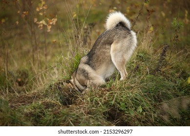 Close Up View At Laika Dog Tail, Outside. The Animal Digs The Ground In Field