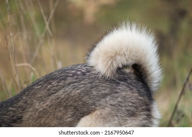 Close Up View At Laika Dog Tail, Outside. The Animal Digs The Ground In Field