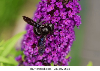 Close view of large black carpenter bee clinging to dense cluster of purple butterfly bush flowers while feeding on nectar, fuzzy body and iridescent blue wings against soft green blur