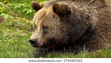A close up view of a large brown bear lying down and resting in the green grass of a lush forest setting during the day.