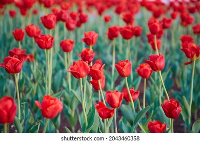 A close view of a large number of blooming red tulips. Beautiful bokeh in the background. - Shutterstock ID 2043460358