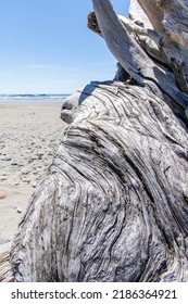 Close Up View Of Large Piece Of Driftwood With Pattern, Layers And Texture Of Dead Wood, Washed On Shore On The Beach On Coastal Stretch Of Olympic National Park, WA, USA; Beach Out Of Focus