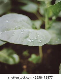 A close up view of a large round leaf covered in glistening water droplets