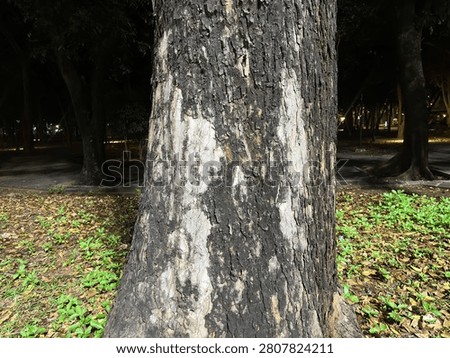 Close up view of a large tree trunk with textured bark in a natural outdoor environment. Detailed wood surface showcasing organic patterns, rugged textures, and natural growth characteristics in a park setting at night