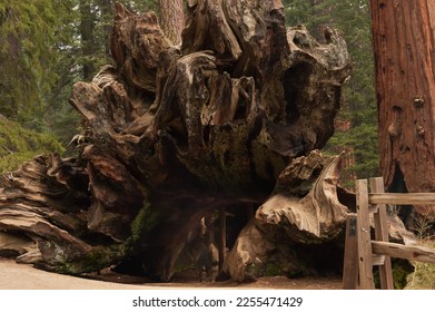 close view of the largest trunk in the world used as a tunnel where people walk through,Sequoia National Park, California - Shutterstock ID 2255471429