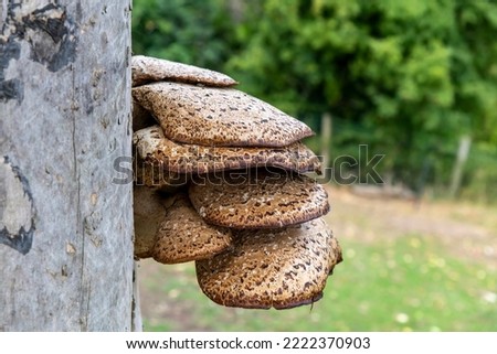 Close up view of layers of Dryad’s Saddle fungus (Polyporus squamosus) on the side of a wooden pole with the background green out of focus