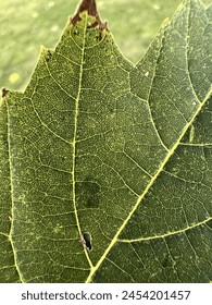Up close view of a leaf