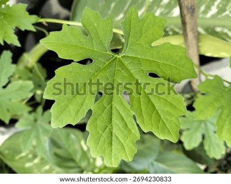 close up view leaf of bitter melon (bittergourd)
