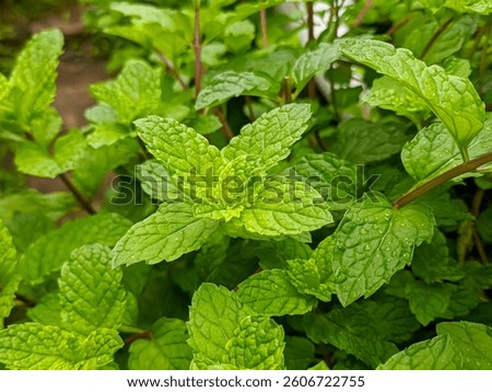 Close up view leaf common mint