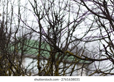 Close view of leafless tree branches with moss against a blurred residential house, capturing cold season mood and natural urban layering.