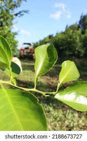 Close Up View Of Leaves Of Green Bitter Orange Tree