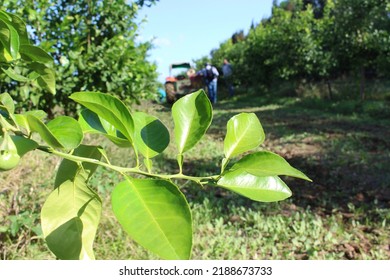 Close Up View Of Leaves Of Green Bitter Orange Tree