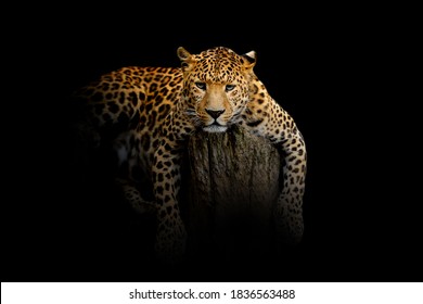 Close up view Leopard. Wild animal isolated on a black background - Powered by Shutterstock