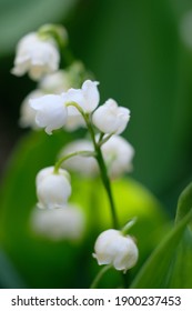 すずらん の写真素材 画像 写真 Shutterstock