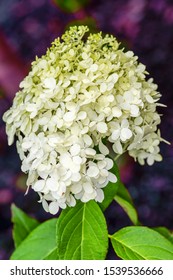 Close Up View Of Limelight Hydrangea Blossom