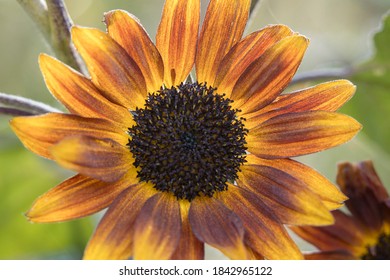 Close Up View Of A Little Becka Sunflower At The Finch Arboretum In Spokane, Washington USA.