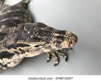 Close up view of a lizard