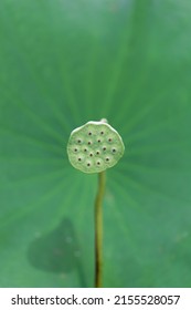 Close up view of a lotus seedpod and a green lush leaf in a pond under bright summer sunshine (vertical frame, shallow focus and blurred background)