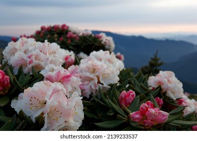 Close up view of lovely pink Alpine Azalea (Rhododendron) blooming on the hillside of majestic Hehuan Mountain under twilight sky at sunrise, in Taroko National Park, HualienNantou County, Taiwan