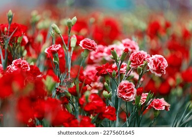 Close up view of lovely red carnations blooming in the flower field on a beautiful spring day (shallow focus and blurred background effect)
				For special occasions, especially Mother's Day and weddings