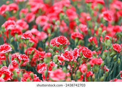 Close up view of lovely red carnations blooming in the flower field on a beautiful spring day (shallow focus and blurred background effect)
For special occasions, especially Mother's Day and weddings - Powered by Shutterstock