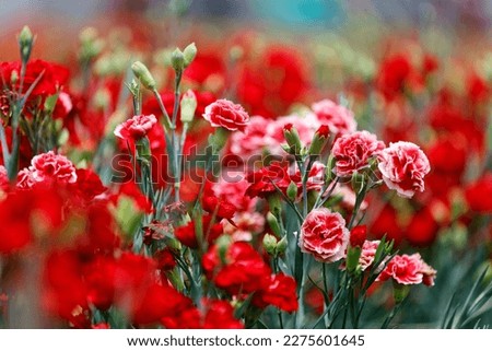 Close up view of lovely red carnations blooming in the flower field on a beautiful spring day (shallow focus and blurred background effect)
For special occasions, especially Mother's Day and weddings