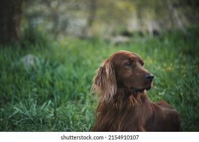 Close up view of a lying beautiful young Irish Setter in the green grass in the garden. Hunting dog rests after training.