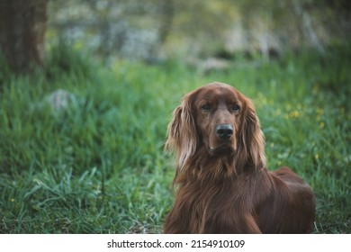 Close up view of a lying beautiful young Irish Setter in the green grass in the garden. Hunting dog rests after training.