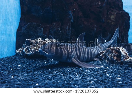 close up view of lying on the bottom between rocks  zebra bullhead shark