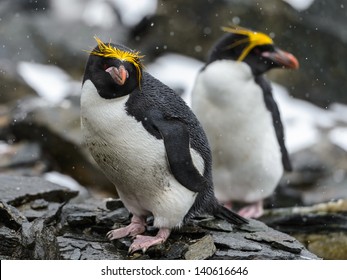 Close View Of Macaroni Penguins