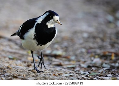 Close up view of Magpie lark walking on ground