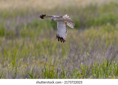 Close view of a male  hen harrier (Northern harrier)  flying, seen in the wild in North California