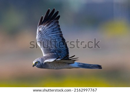 Close view of a male  hen harrier (Northern harrier)  flying in beautiful light, seen in the wild in North California