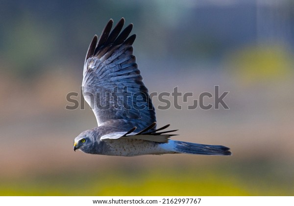 Close view of\
a male  hen harrier (Northern harrier)  flying in beautiful light,\
seen in the wild in North\
California