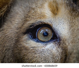 Close view of a male Lion Eye