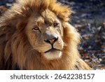 Close up view of a male lion