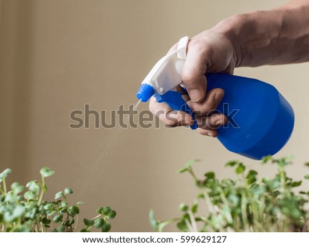 Close up view of a man hands, spraying water on seedlings indoors. Gardener watering plants in home garden using sprayer