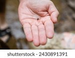 Close up view of a man holding tiny tadpole in hand