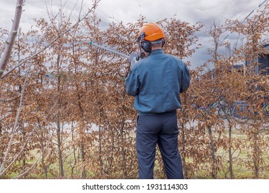 Close Up View Of A Man Who Trims Bushes In Early Spring. Home Gardening Concept. Sweden. 