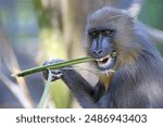 Close view of mandrill monkey (Mandrillus sphinx)