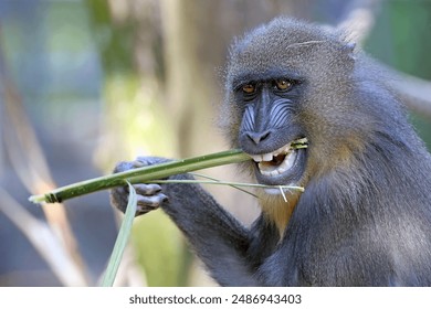 Close view of mandrill monkey (Mandrillus sphinx) - Powered by Shutterstock