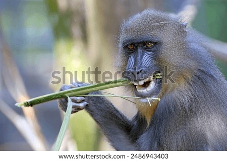 Close view of mandrill monkey (Mandrillus sphinx)