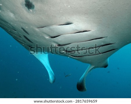 Close view of a manta ray underside showing gill slits underwater.