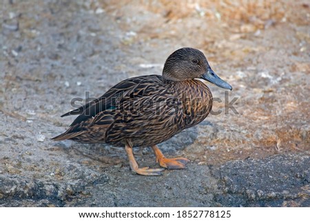 A Close up view of a Meller's Duck, Anas melleri