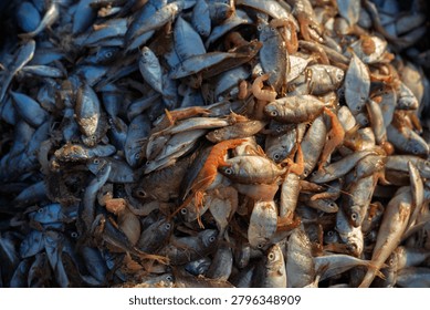 Close view of mixed fish and small crustacean catch piled together after landing from fishing boats at Tam Tien.