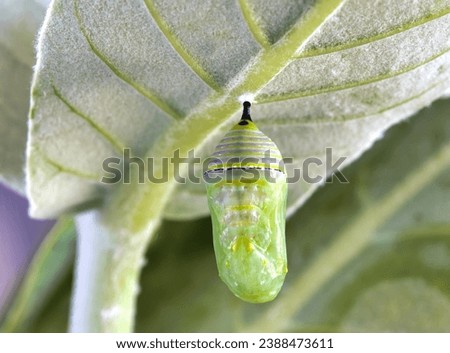 Close up view of a monarch caterpillar that just transformed into a chrysalis.